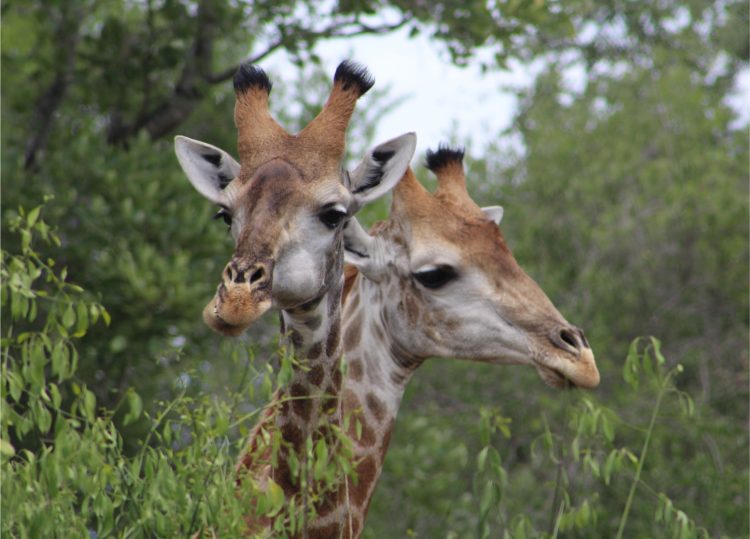 2 headed giraffe