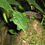 2006-e60 lagartija cabeza de tortuga