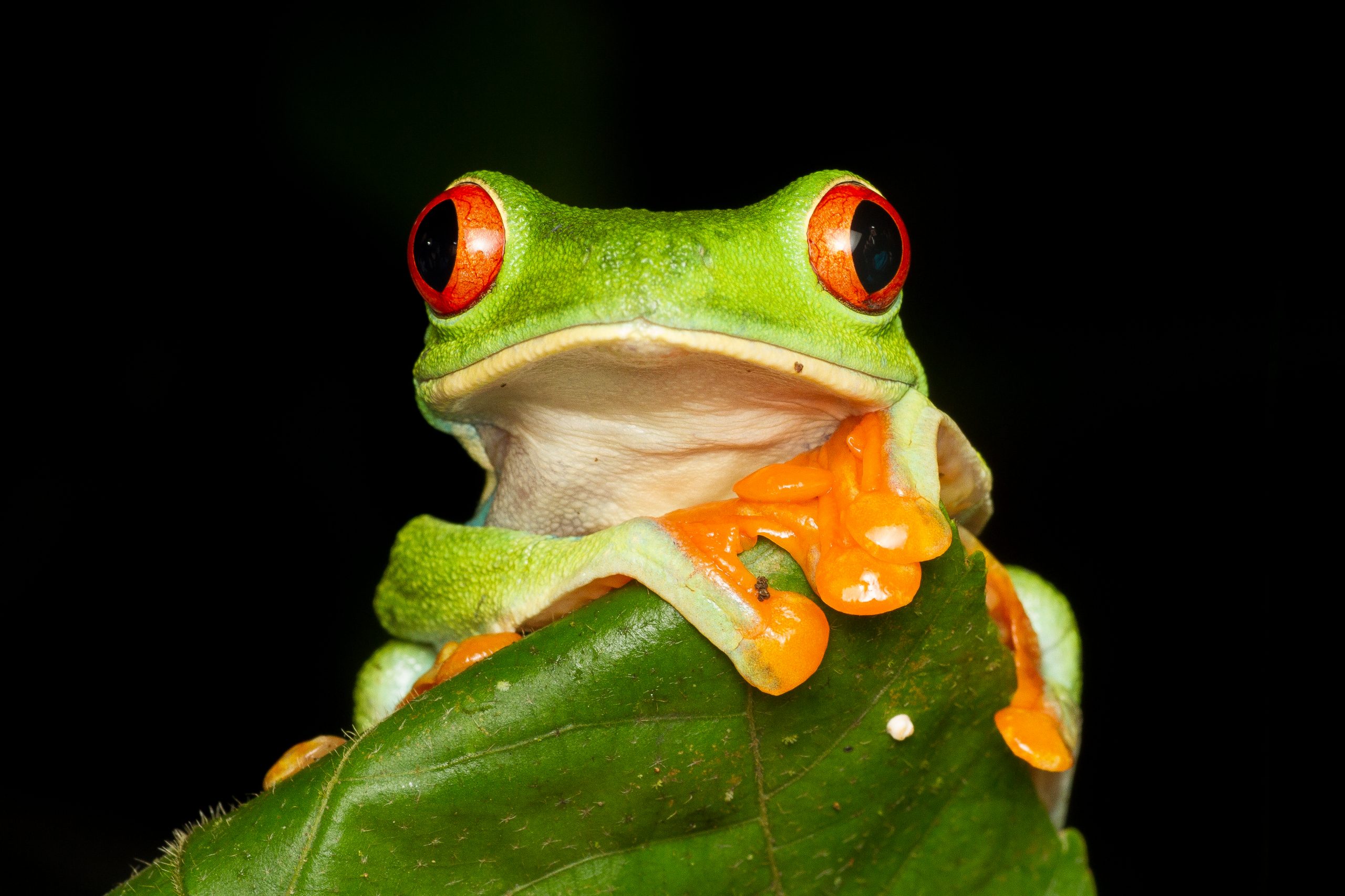 21493806542_a257a171d7_o