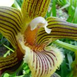 #22_Galeottia_grandiflora_4