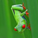 Agalychniscallidryas-LS20052019