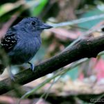Black-crowned antshrike