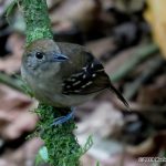 Black-crowned antshrike-F