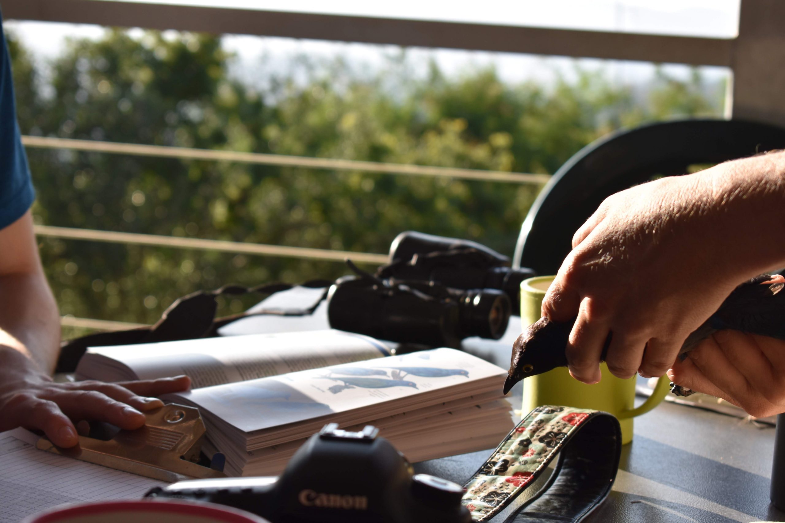 Identifying a starling after catching it in a mist net - Pullen Nature Reserve