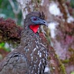 Pava Crestada (Pava Granadera)