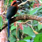 Rufous-motmot