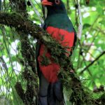 Trogon-massena.